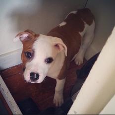 Staffordshire bull terrier Carla 