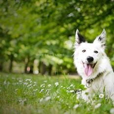 Border collie Pai