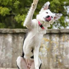 Border collie Pai