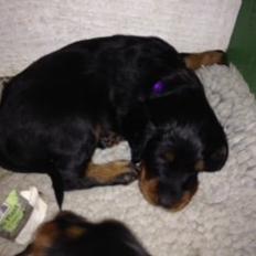 Gordon setter Øens Bellis