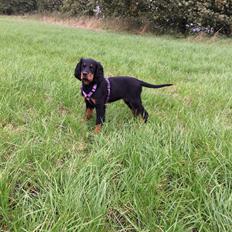 Gordon setter Øens Bellis