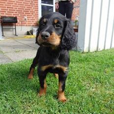 Gordon setter Øens Bellis