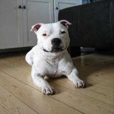 Staffordshire bull terrier Buddha