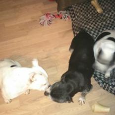 Staffordshire bull terrier Nala