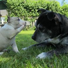 Staffordshire bull terrier Nala
