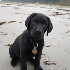 Labrador retriever Basse