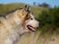 Alaskan malamute Ricky - Taget af C S Foto 270915