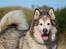 Alaskan malamute Ricky - Taget af C S Foto 270915
