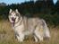 Alaskan malamute Ricky - Taget af C S Foto 270915