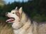 Alaskan malamute Ricky - Taget af C S Foto 270915