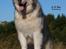 Alaskan malamute Ricky - Taget af C S Foto 270915