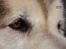 Alaskan malamute Ricky - Taget af C S Foto 270915