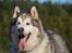 Alaskan malamute Ricky - Taget af C S Foto 270915