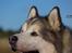 Alaskan malamute Ricky - Taget af C S Foto 270915