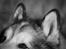 Alaskan malamute Ricky - Taget af C S Foto 270915