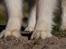 Alaskan malamute Ricky - Taget af C S Foto 270915