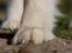 Alaskan malamute Ricky - Taget af C S Foto 270915