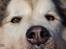 Alaskan malamute Ricky - Taget af C S Foto 270915