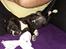 Staffordshire bull terrier Nova