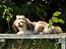 Shih tzu Aiyo
