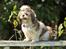 Shih tzu Aiyo
