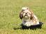 Shih tzu Aiyo