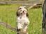 Shih tzu Aiyo