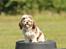 Shih tzu Aiyo