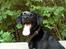 Labrador retriever Basse