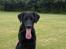 Labrador retriever Basse