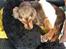 Cocker spaniel Kelly - Kelly og hendes bedste ven Vix september 2015