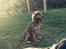 Cocker spaniel Kelly - Kelly august 2015