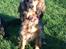 Cocker spaniel Kelly - Kelly september 2015