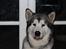 Alaskan malamute Mojo kennel Navn Ice cloud - Mojo i stuen 2015