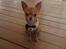 Chihuahua Malde