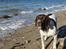 Gammel dansk hønsehund Nynne