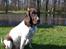 Gammel dansk hønsehund Nynne
