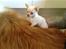 Chihuahua Anton