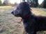 Blanding af racer Lilly (F1B Sproodle)