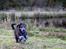 Blanding af racer Lilly (F1B Sproodle)
