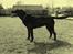 Blanding af racer Mischa