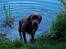 Labrador retriever Kanda Ka-Noa Sylvester