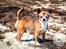 Chihuahua CH. Gorchi Dasher "Dexter" - Sommer 2015