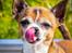 Chihuahua CH. Gorchi Dasher "Dexter" - Sommer 2015