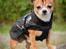 Chihuahua CH. Gorchi Dasher "Dexter" - Efterår 2015
