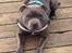 Staffordshire bull terrier Herman