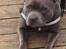 Staffordshire bull terrier Herman
