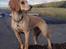 Field Trial Cockerspaniel Spilops Wild Weather Wilma