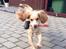 Field Trial Cockerspaniel Spilops Wild Weather Wilma