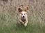 Field Trial Cockerspaniel Spilops Wild Weather Wilma